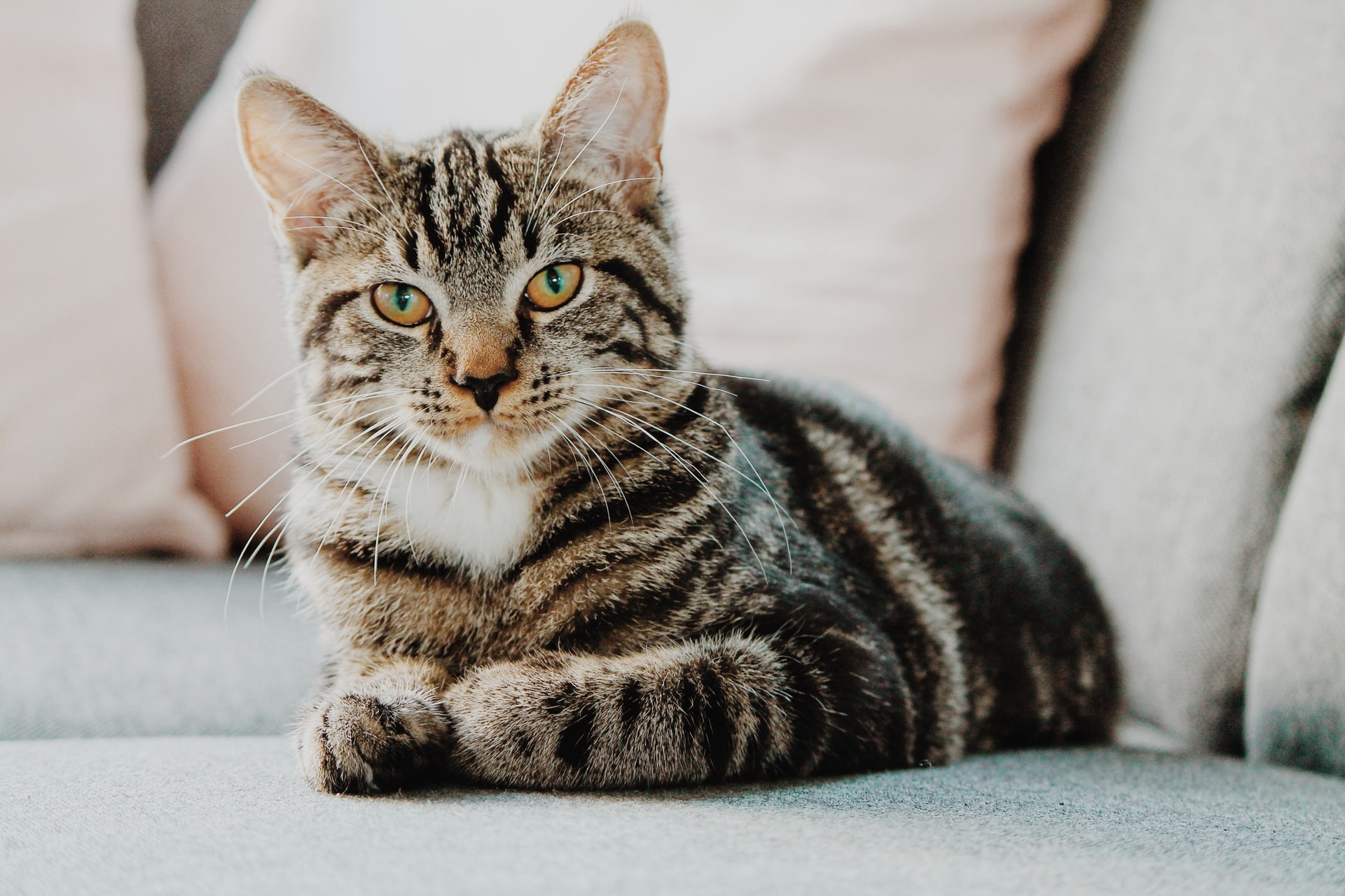 veterinary medical imaging Langley, BC VA K