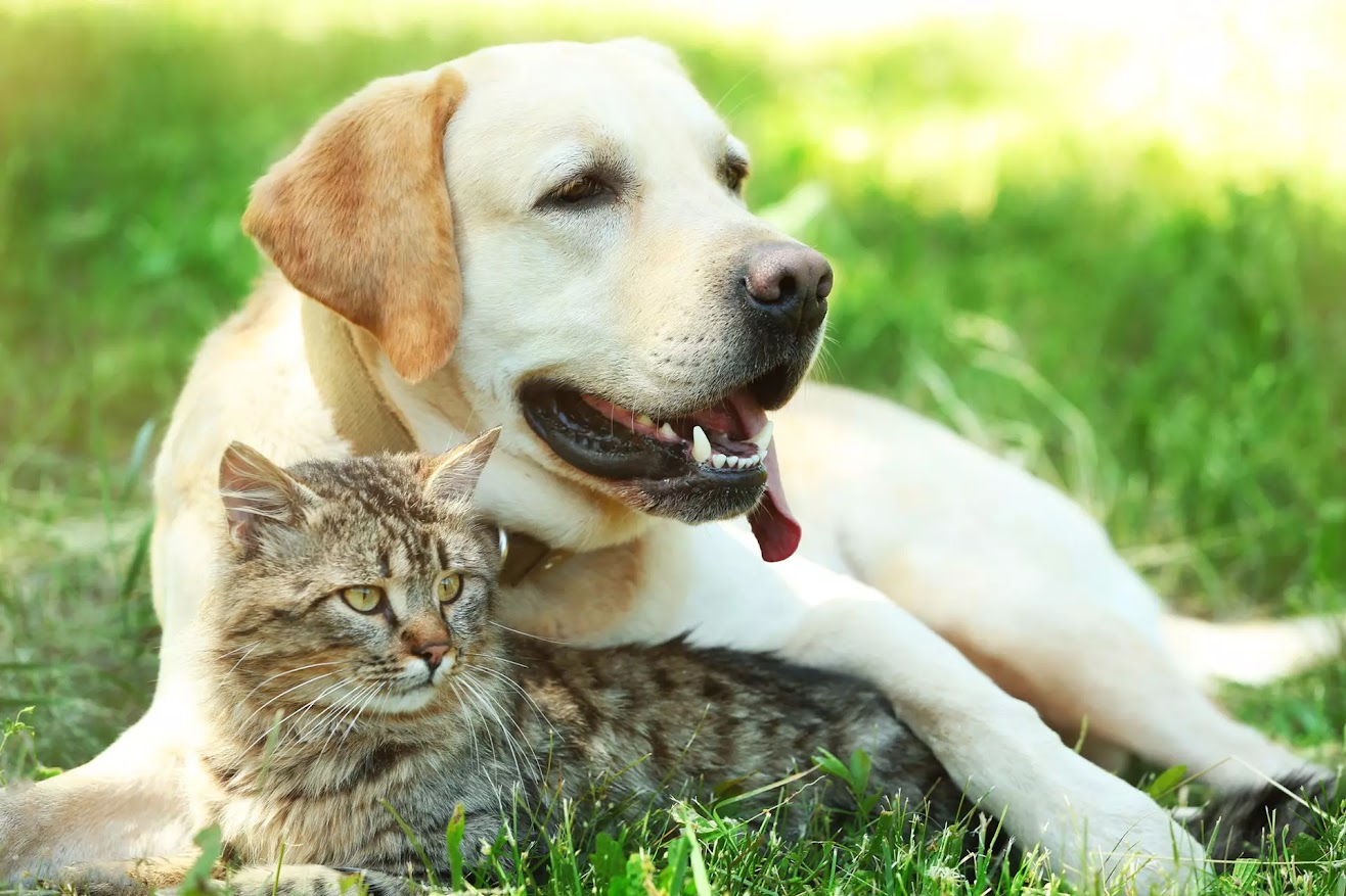 pet wellness exams Langley, BC VA K