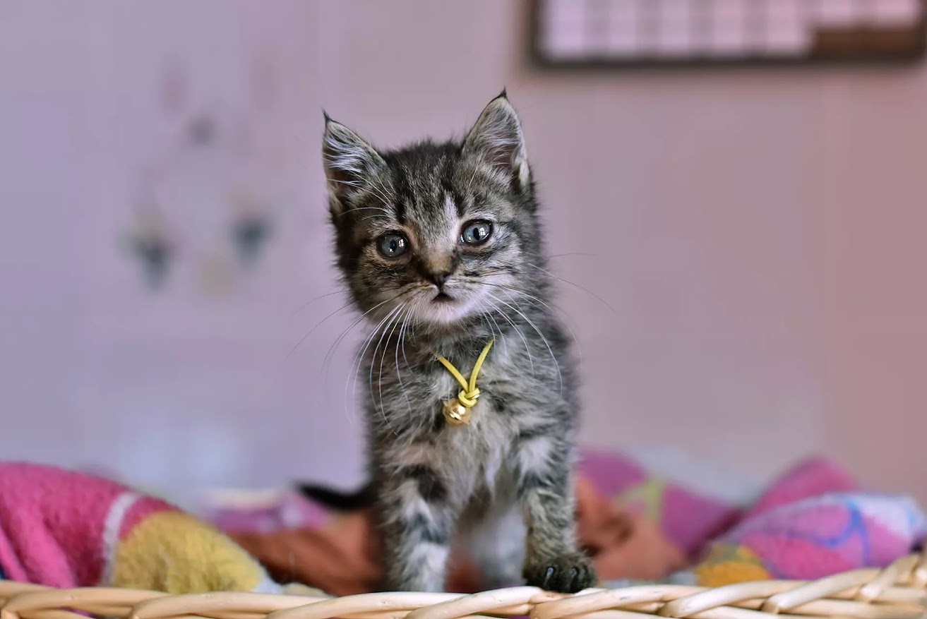 tour our veterinary hospital Langley, BC VA K
