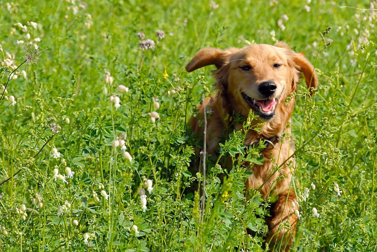 veterinary services Langley, BC VA K