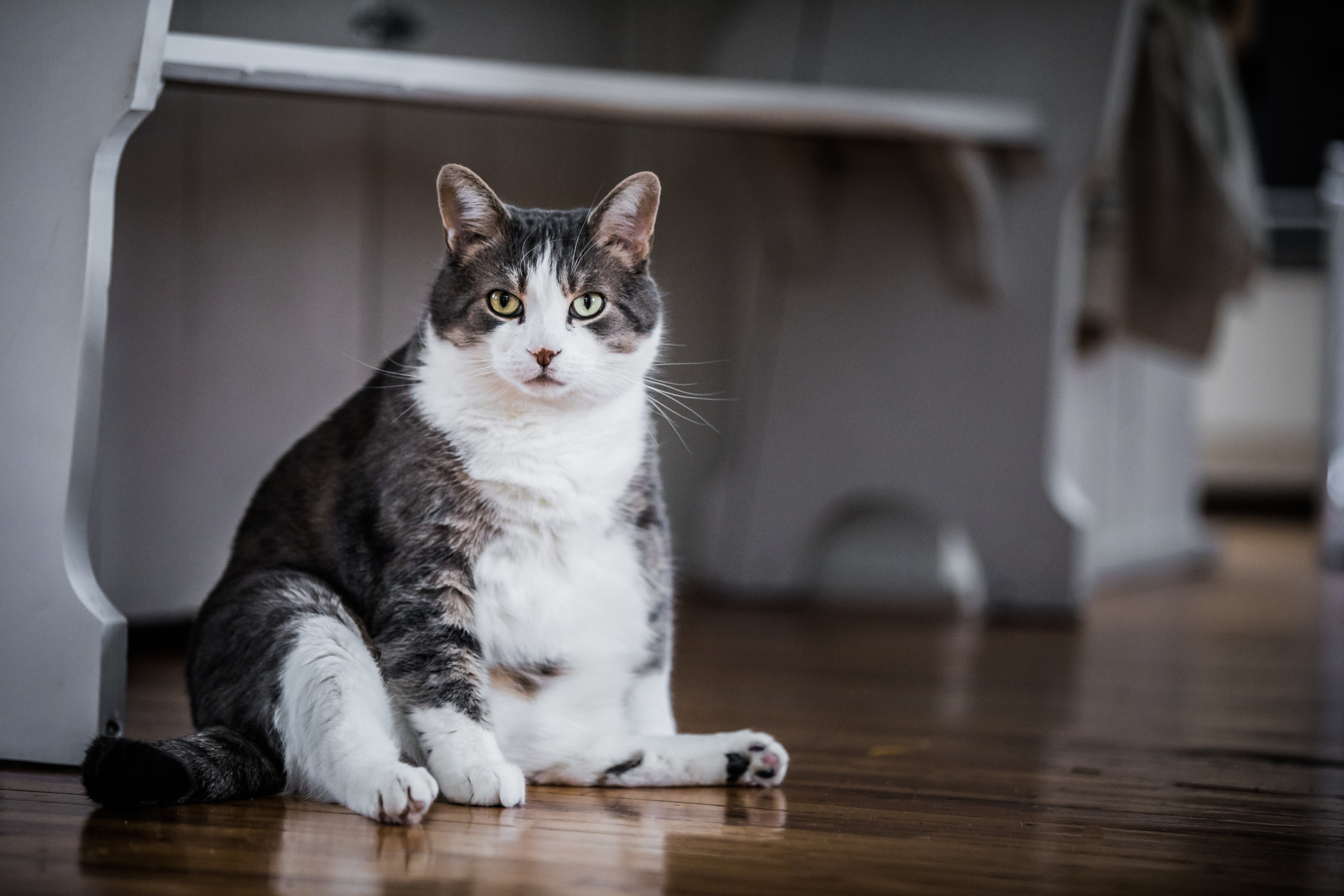 pet weight loss program Langley, BC VA K