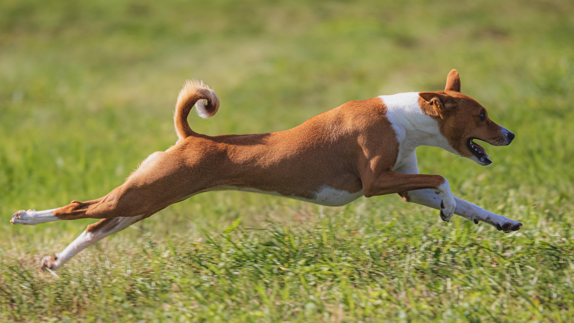 animal chiropractic care Langley, BC VA K