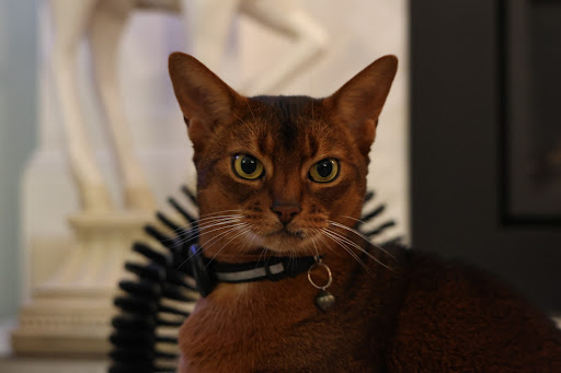 media thumbnail 0